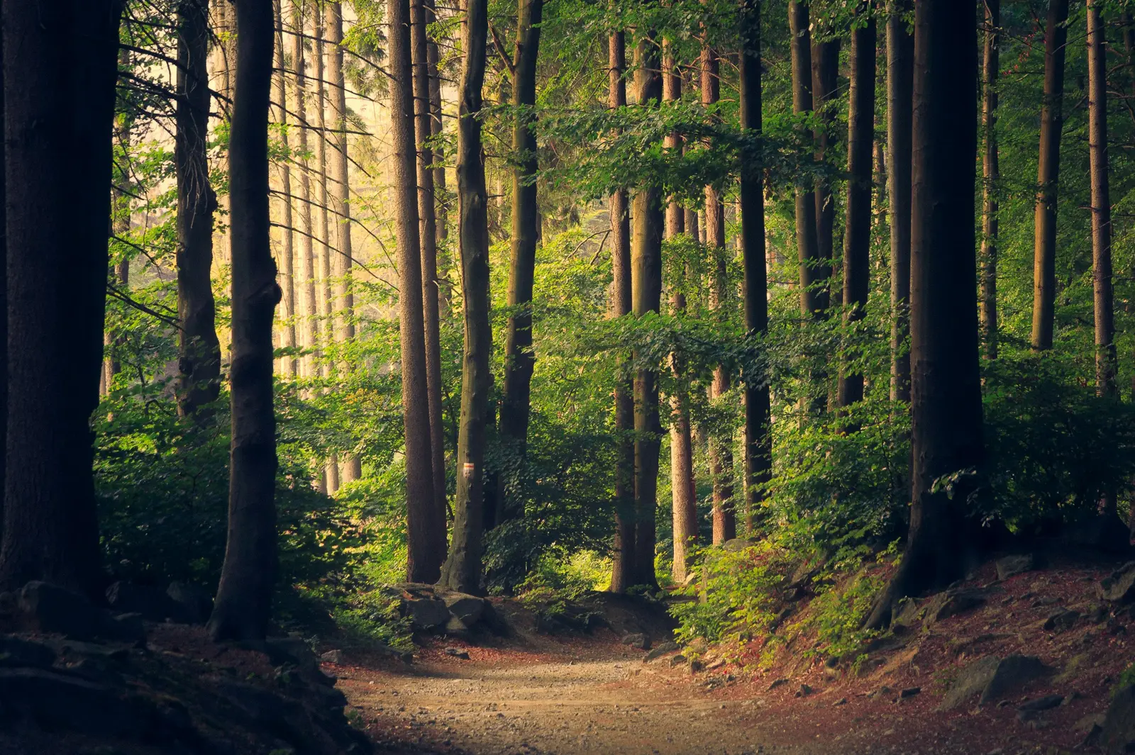 Sonnendurchflutete Straße durch einen hohen Wald